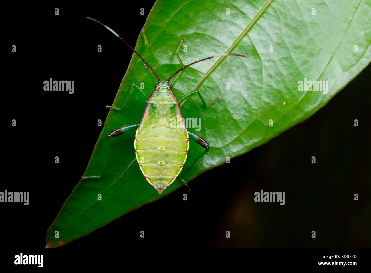 Una Ninfa squash bug specie strisciando su una foglia. Foto Stock