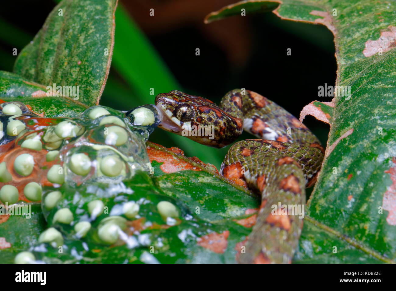 Una lumaca Argus ventosa, Sibon argus, alimentando su red eyed raganella uova. Foto Stock