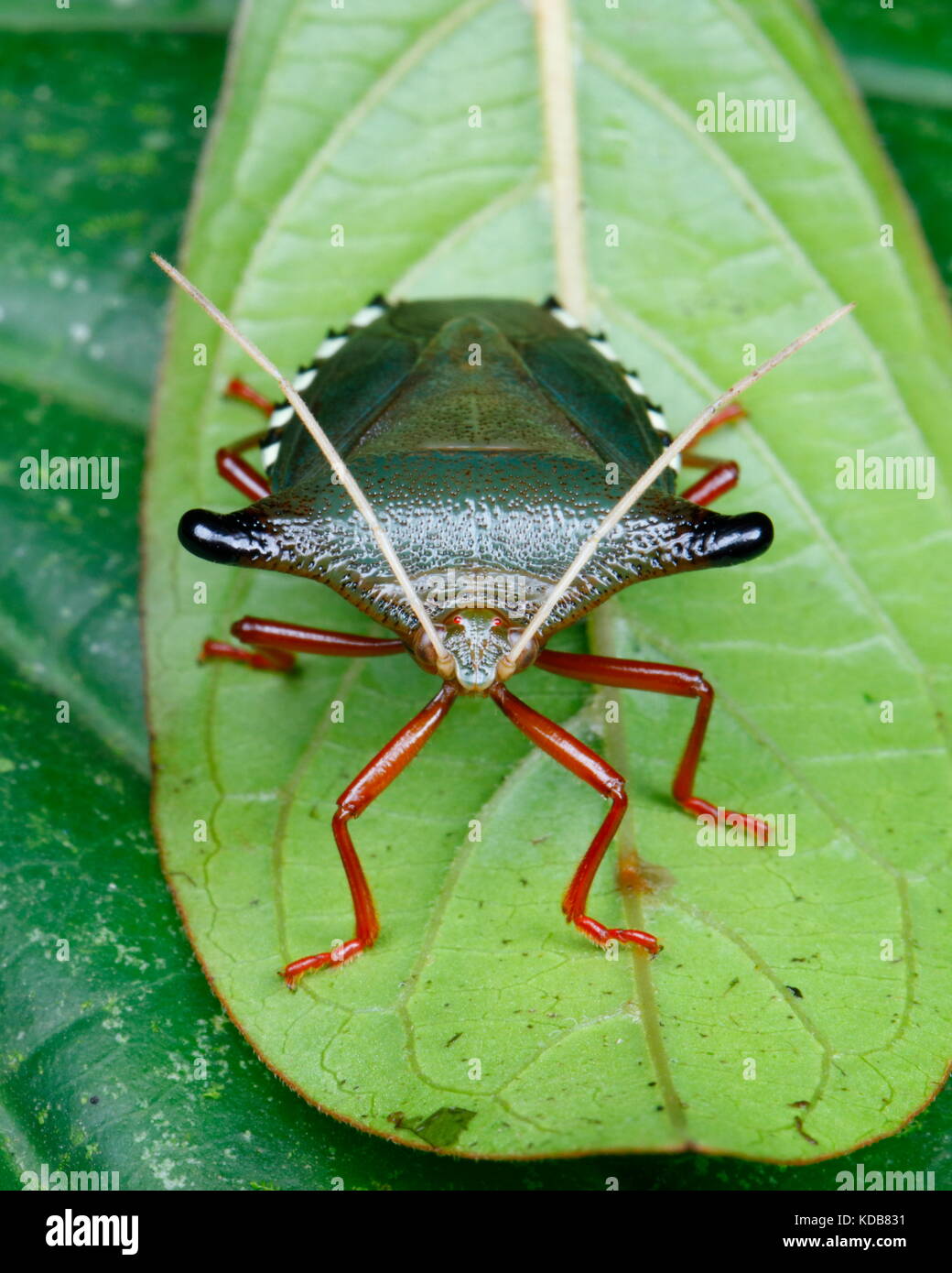 Un fetore Bug, Edessa specie, strisciando su una foglia. Foto Stock