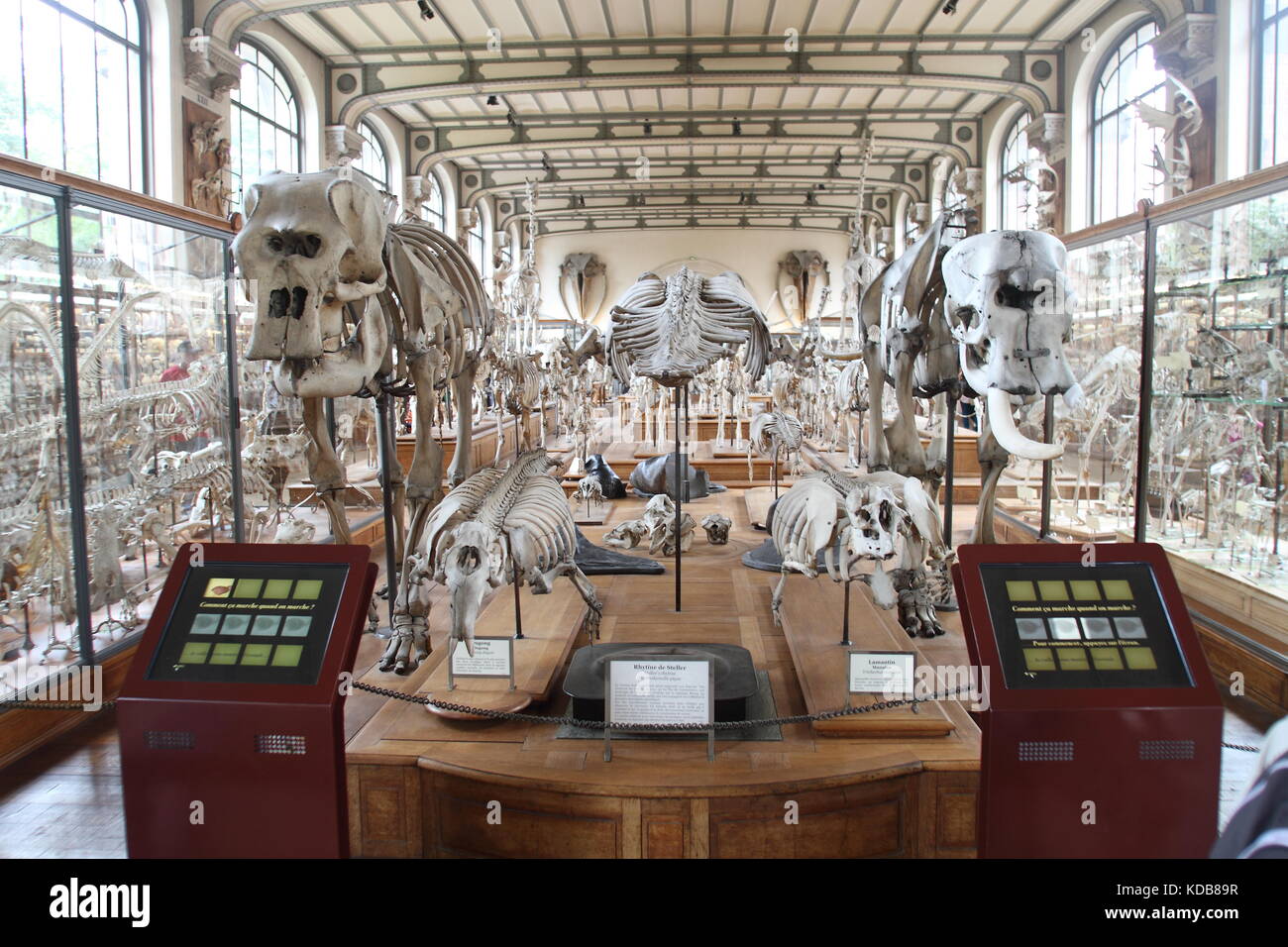 La Galleria di Paleontologia e Anatomia comparativa, Parigi. Foto Stock