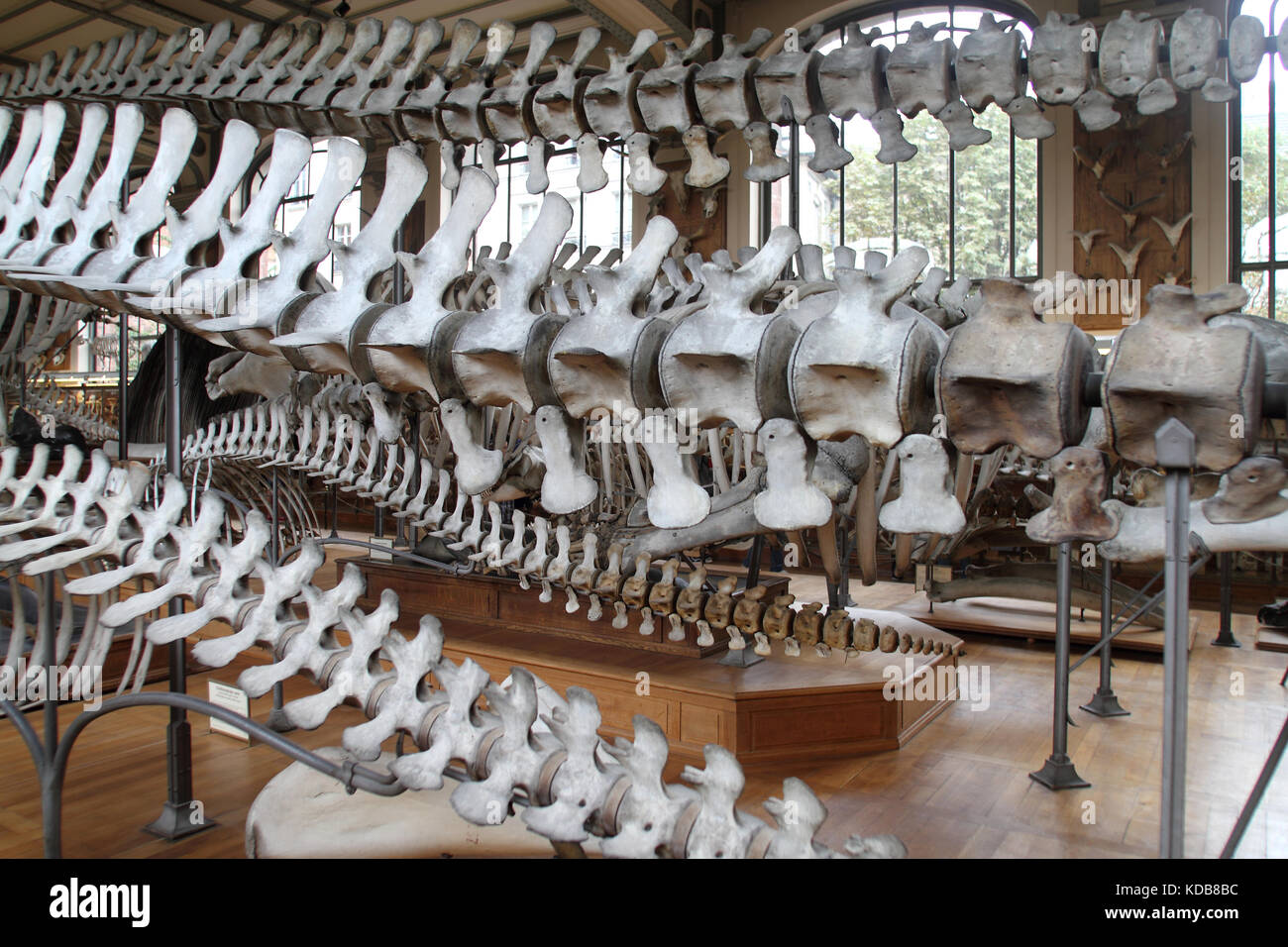 La Galleria di Paleontologia e Anatomia comparativa, Parigi. Foto Stock