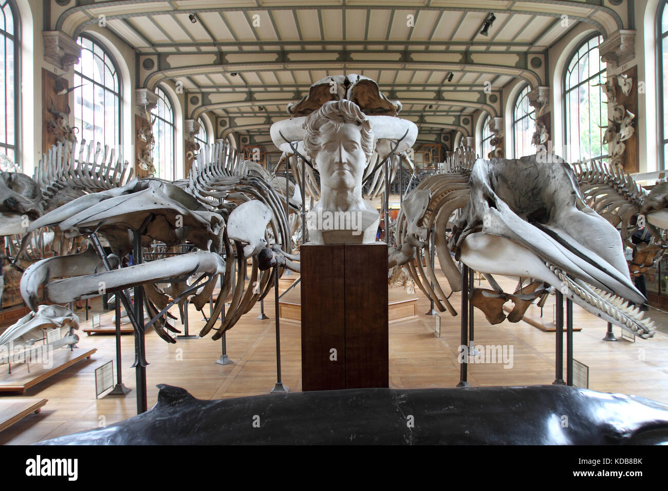 La Galleria di Paleontologia e Anatomia comparativa, Parigi. Foto Stock