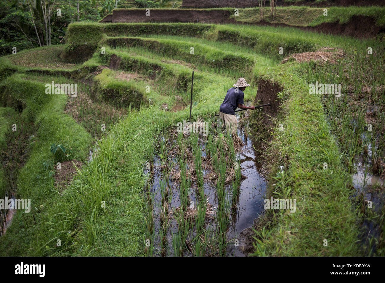 Un agricoltore lavora nel campo di riso terrazze in Ubud, Bali, Indonesia. Foto Stock