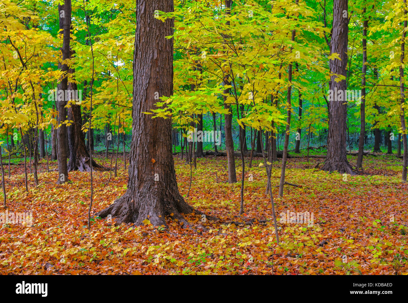 Foresta decidua in autunno. Thatcher Woods, Cook County, Ilinois. Linea di ricerca visibile a causa della popolazione di cervi abbondanti. Foto Stock