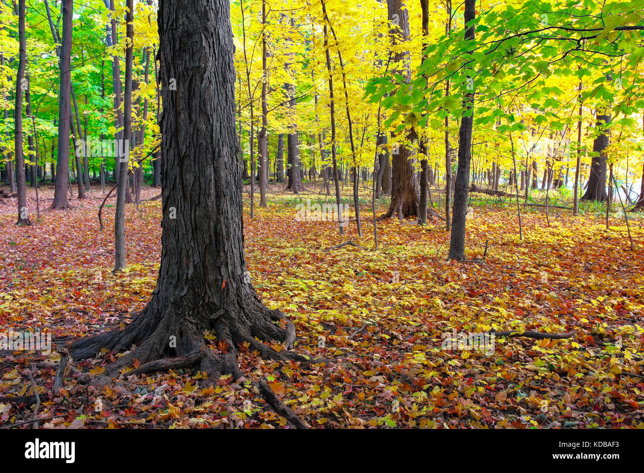 Foresta decidua in autunno. Cook County, Ilinois. Foto Stock