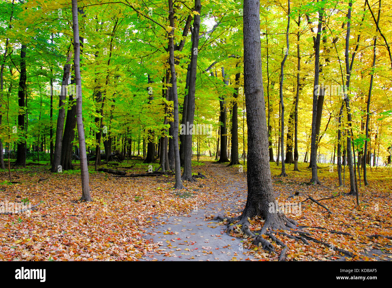 Foresta decidua in autunno. Cook County, Ilinois. Foto Stock