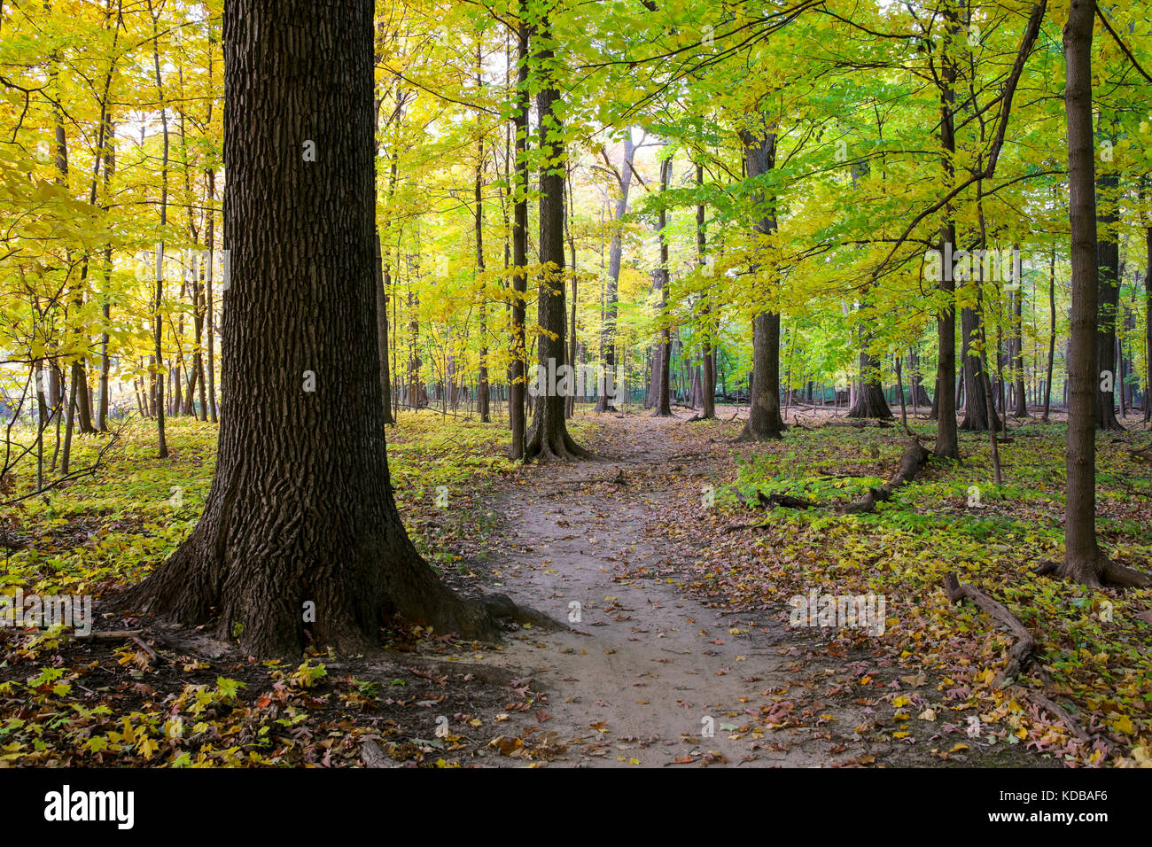 Foresta decidua in autunno. Thatcher Woods, Cook County, Ilinois. Linea di ricerca visibile a causa della popolazione di cervi abbondanti. Foto Stock