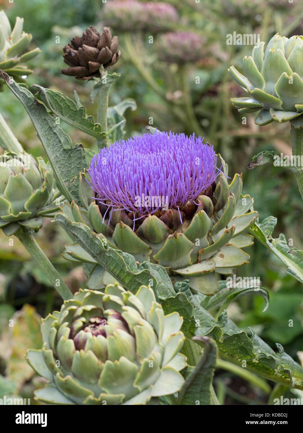 Carciofi "Green Globe" migliorata ibrido F1 Foto Stock