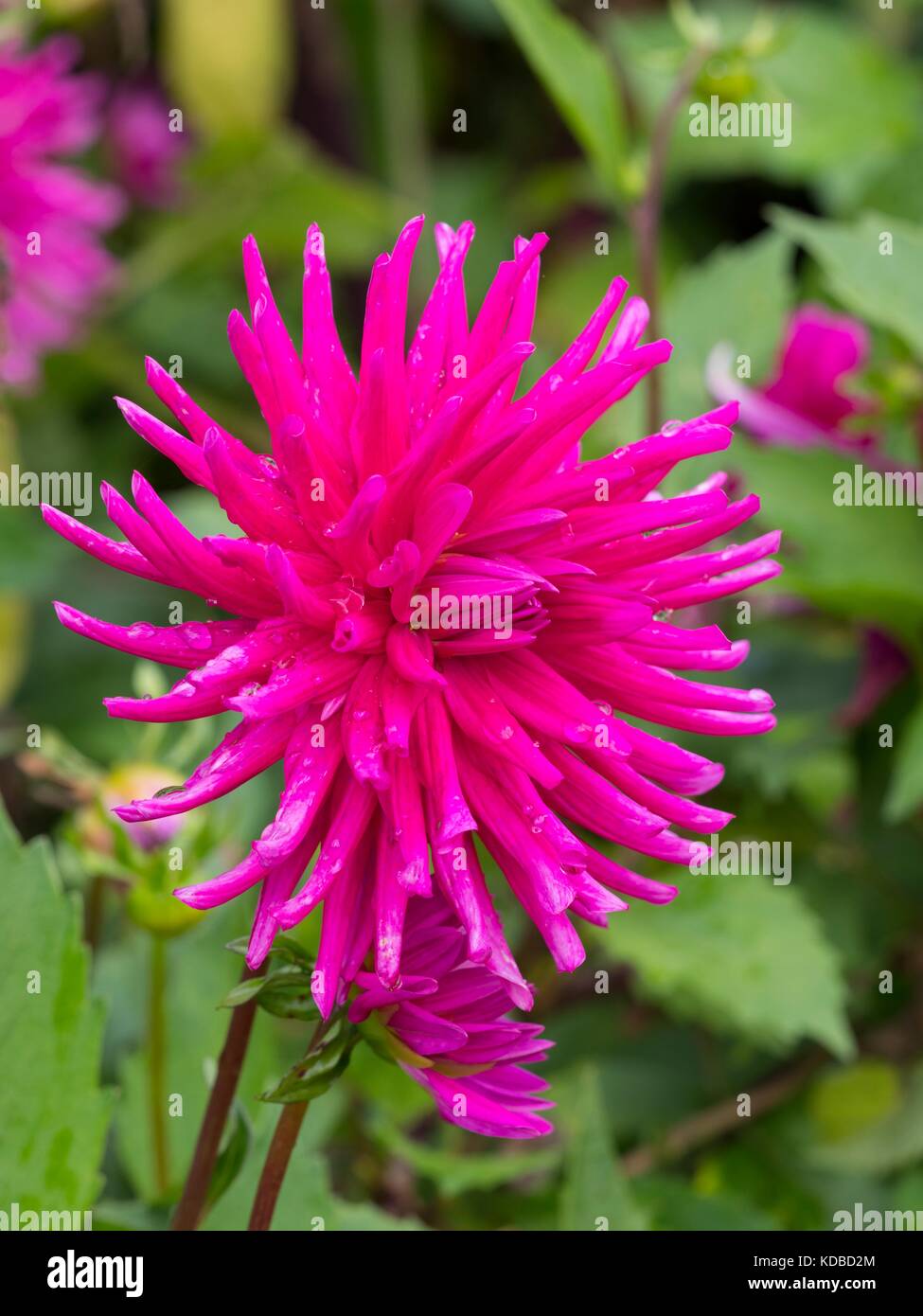 Dahlia 'Gemma viola' Foto Stock