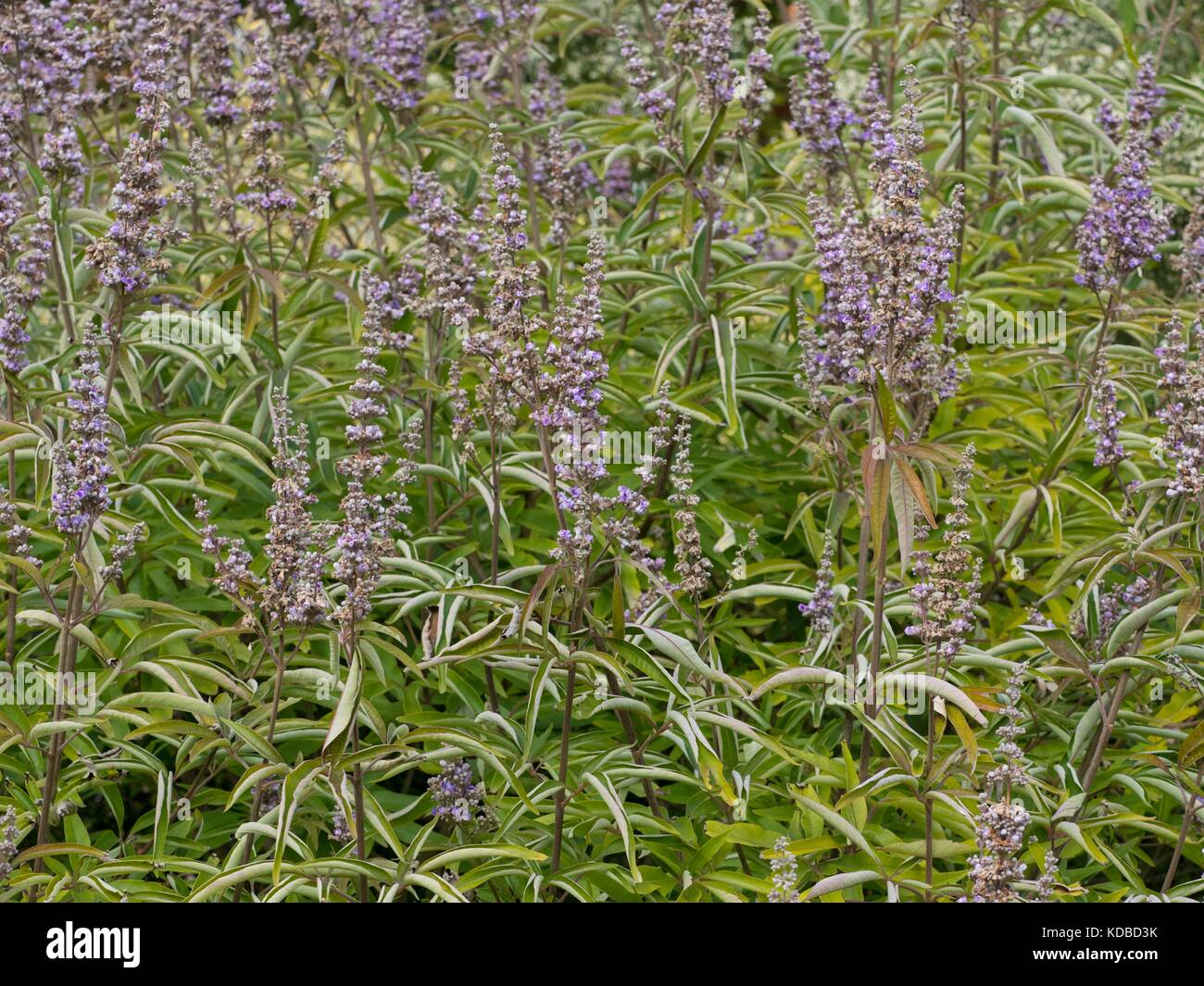 Vitex agnus-castus, chiamato anche vitex, casto tree, chasteberry, Abramo IL BALM, lilla chastetree, o del fratello pepe Foto Stock