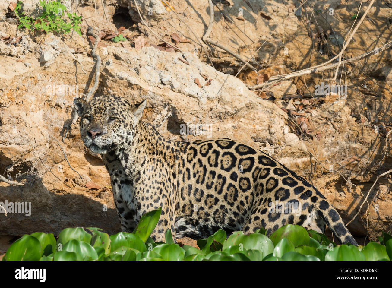 Jaguar maschio (Panthera onca), Cuiaba river, Pantanal, Mato Grosso, Brasile Foto Stock
