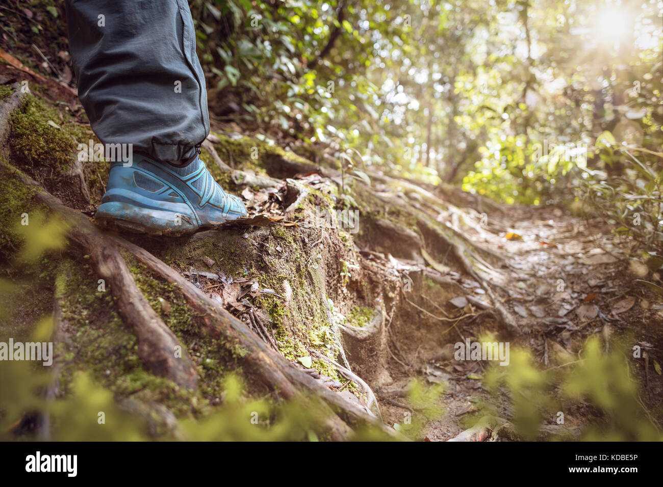 Sunny forest floor con escursionismo scarpa Foto Stock