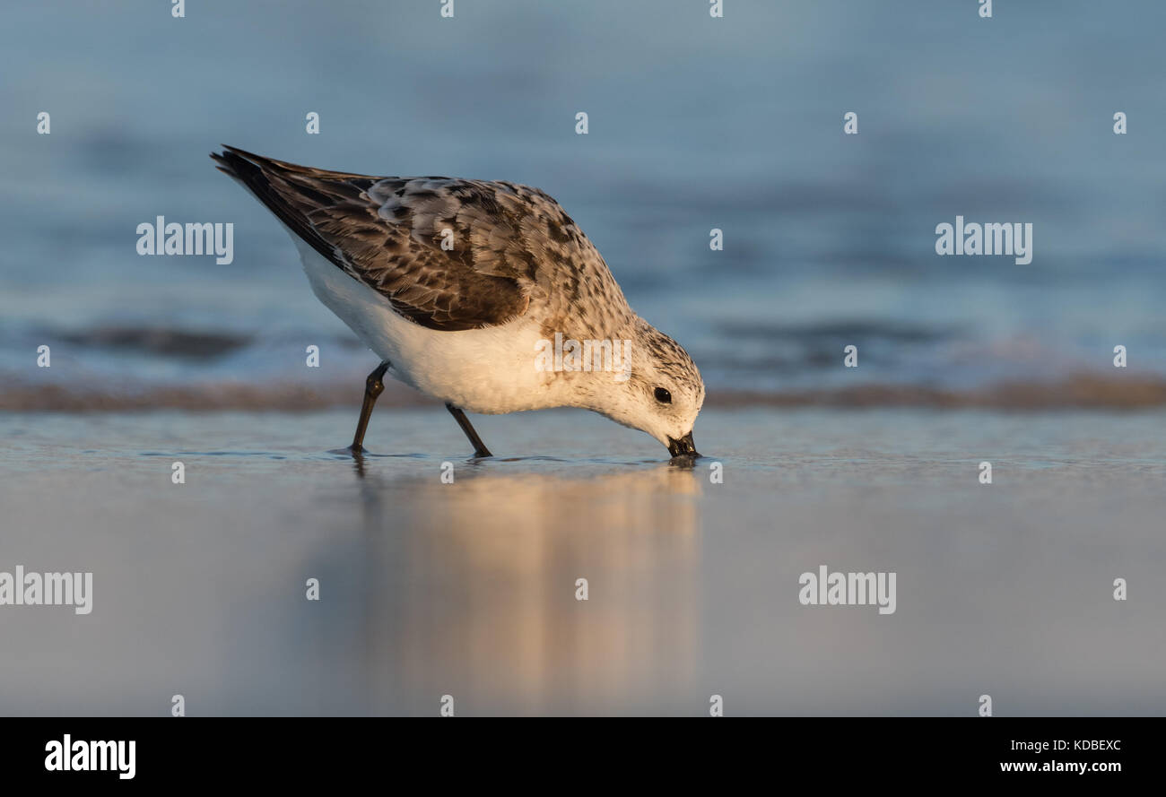 Piovanello tridattilo Foto Stock