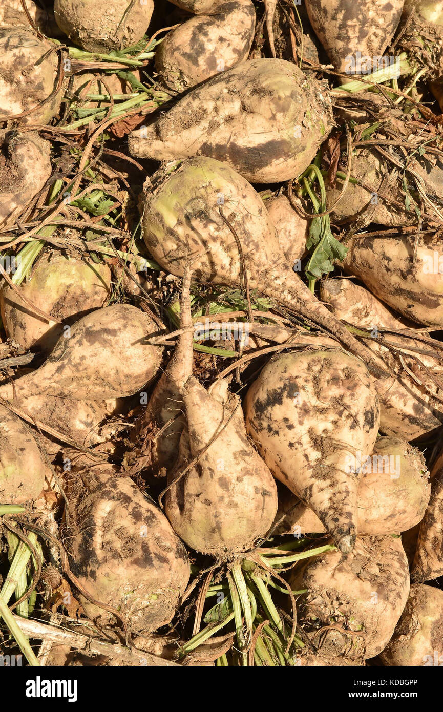 Marne (Francia nord-orientale): la coltura della barbabietola. Pila di barbabietole da zucchero da un campo dopo il raccolto. Barbabietole da zucchero sono utilizzati per il processo di produ Foto Stock