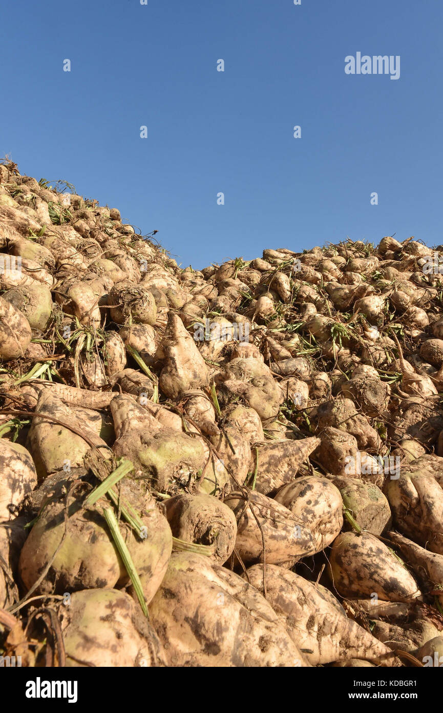 Marne (Francia nord-orientale): la coltura della barbabietola. Pila di barbabietole da zucchero da un campo dopo il raccolto. Barbabietole da zucchero sono utilizzati per il processo di produ Foto Stock