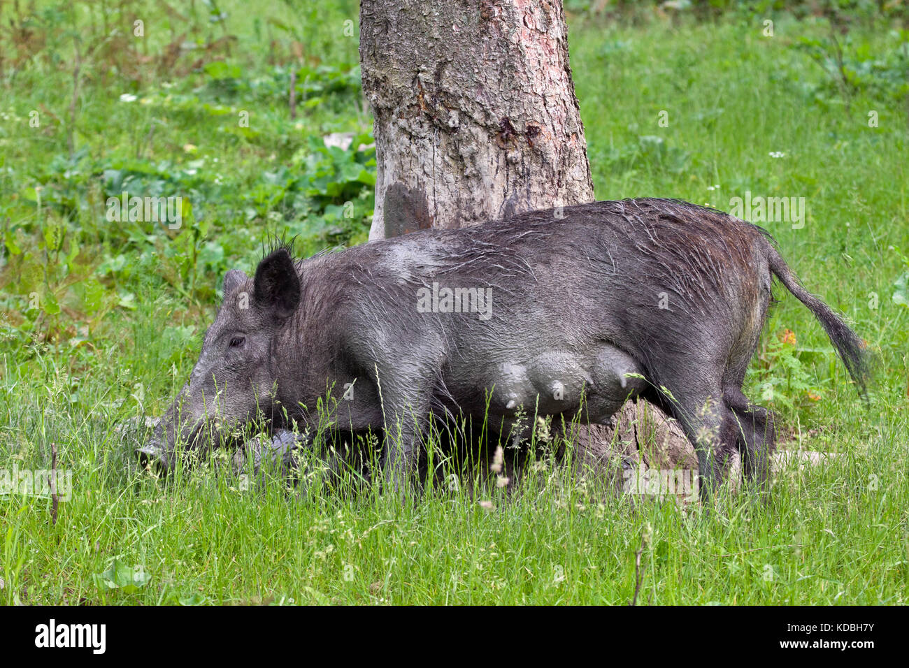 Il cinghiale (Sus scrofa) seminare albero di sfregamento per rimuovere la sporcizia e i parassiti la sua pelle come pure appena graffiare un prurito Foto Stock