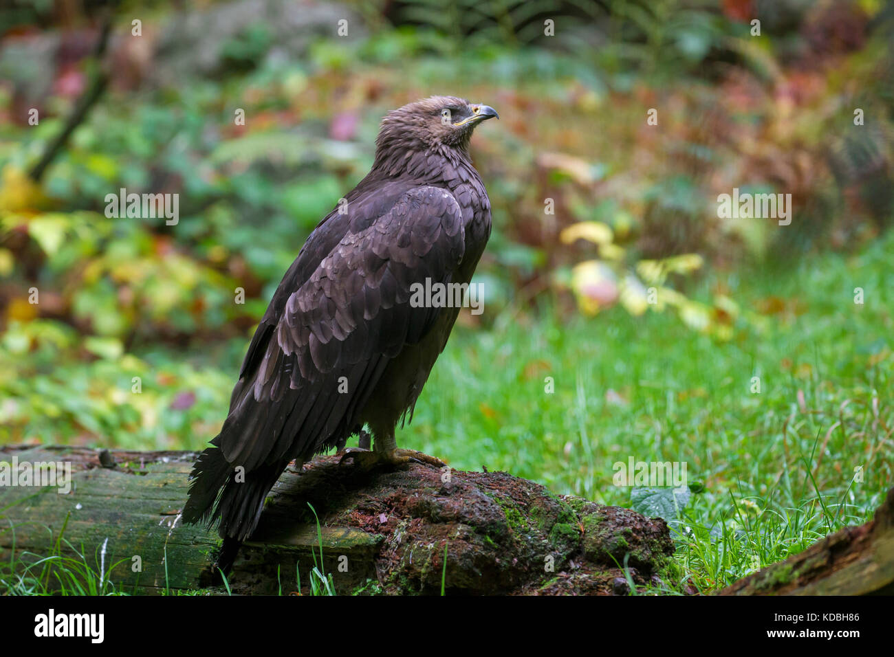 Lesser spotted (Aquila clanga pomarina / Aquila pomarina) per gli uccelli migratori di preda nativa per l'Europa centrale e orientale Foto Stock
