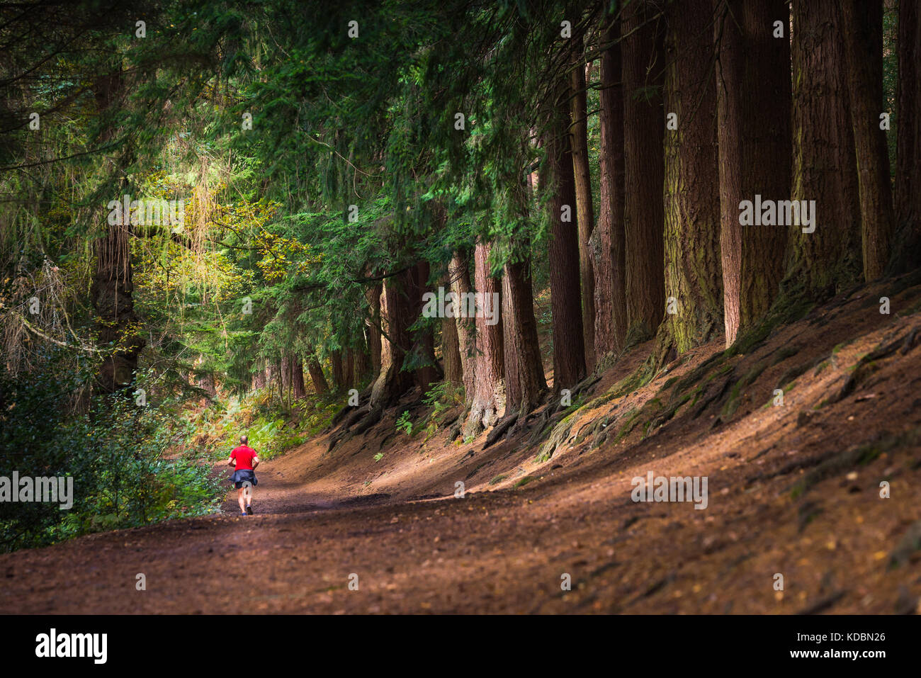 In esecuzione attraverso il forrest o boschi Foto Stock