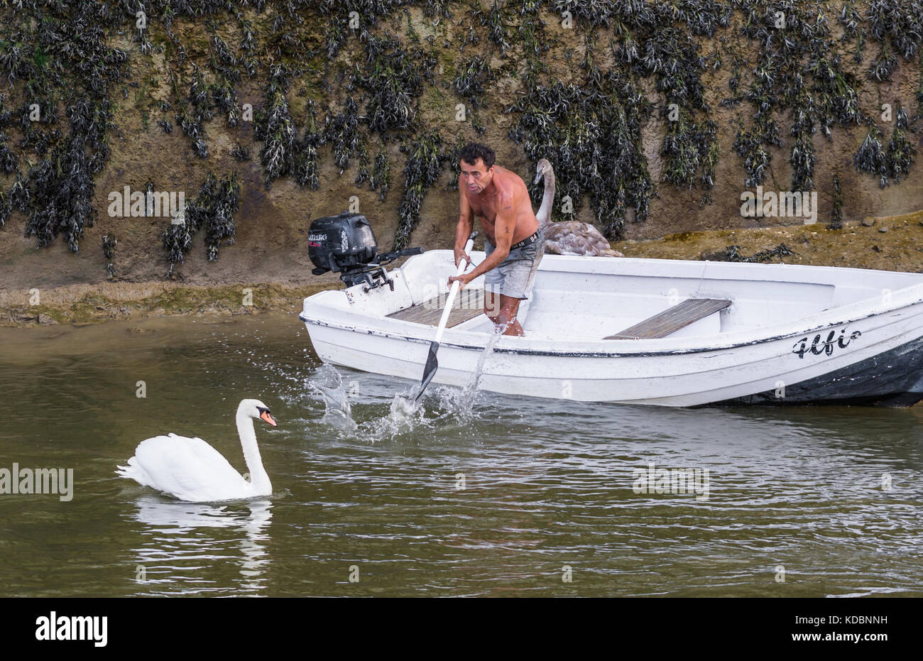 Uomo in una barca cercando di spaventare un cigno che è fastidioso un giovane cygnet, NEL REGNO UNITO. Foto Stock