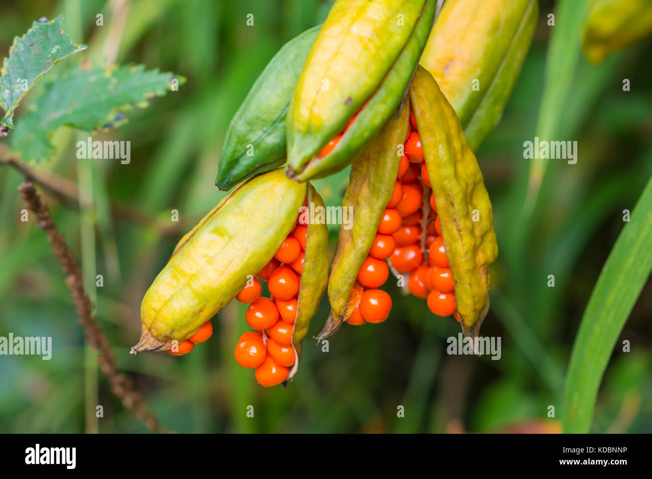 Iris foetidissima seedpod, AKA Iris puzzolente, Roast Beef impianto, Autunno berry, autunno bacche. Bacche di colore arancione in un pod in crescita in autunno nel Regno Unito. Foto Stock