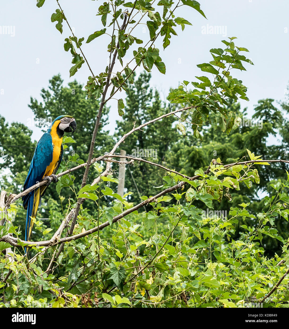 Parrot nel selvaggio Foto Stock