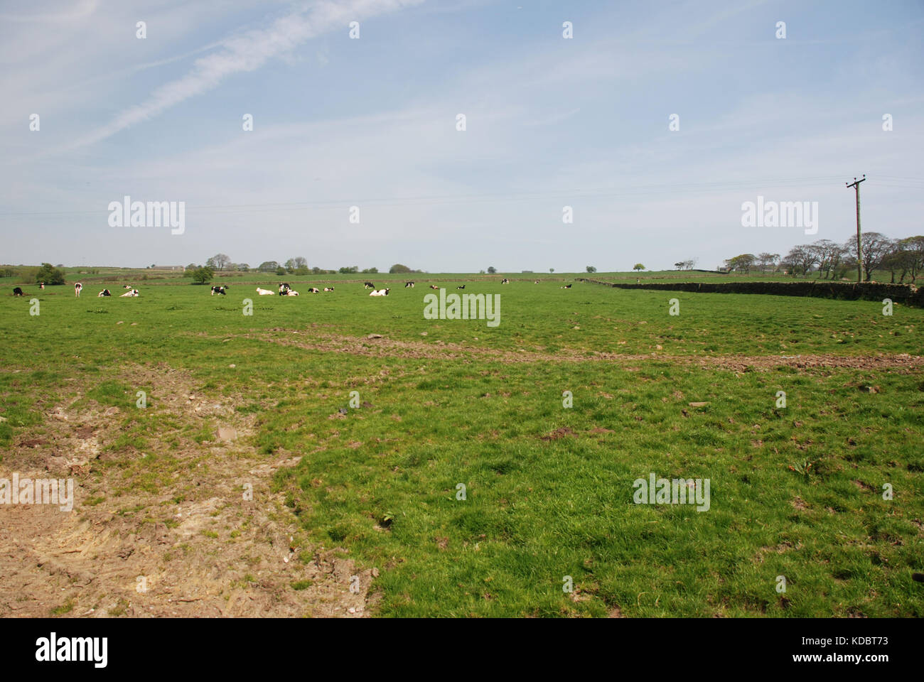 Terreni agricoli campo con ovini e cielo blu Foto Stock