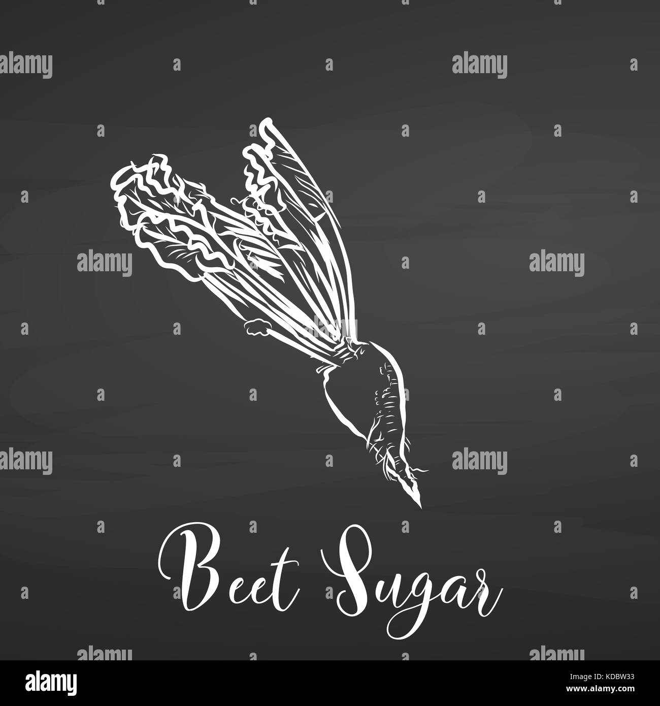 Zucchero di barbabietola. Gesso sulla lavagna. Disegno a mano di cibo sano schizzo. Disegno vettoriale in bianco e nero su Blackboard. Foto Stock