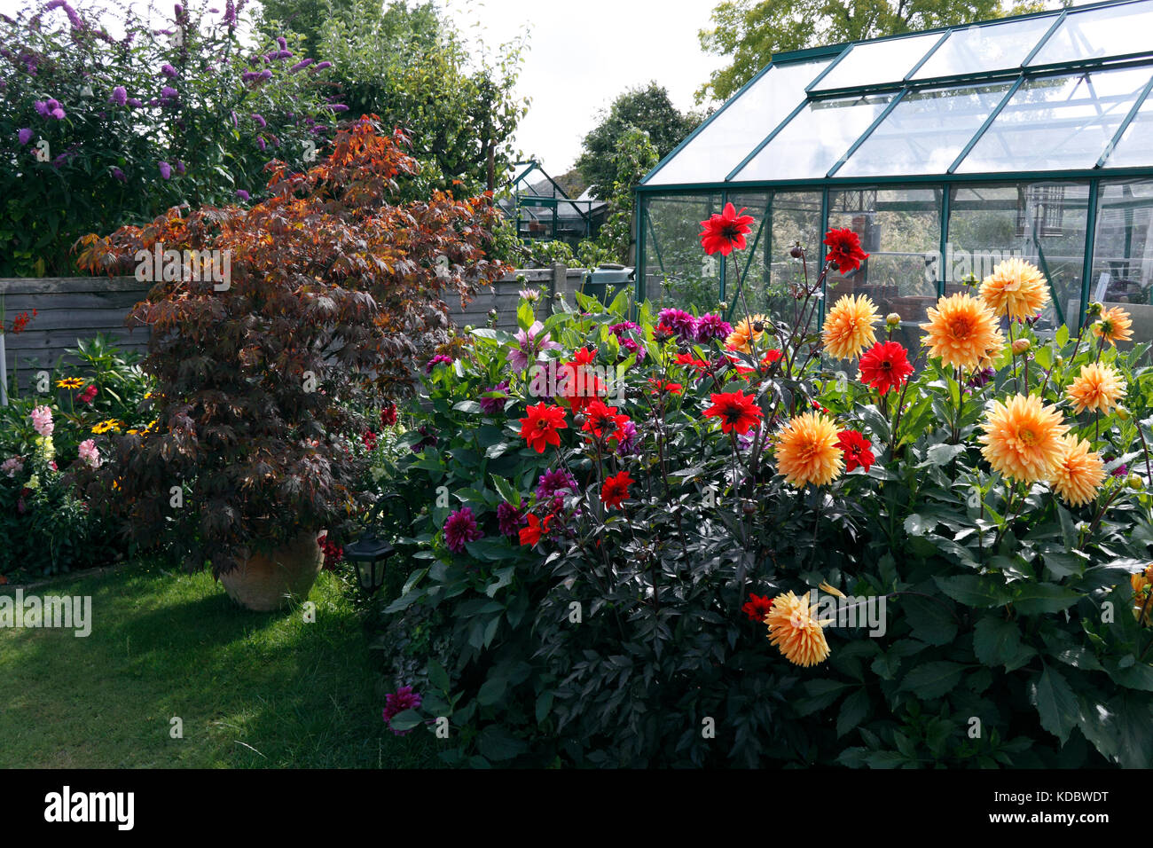 DAHLIA. Vescovo di Llandaff e GLORIE VAN NOORDWIJK Foto Stock