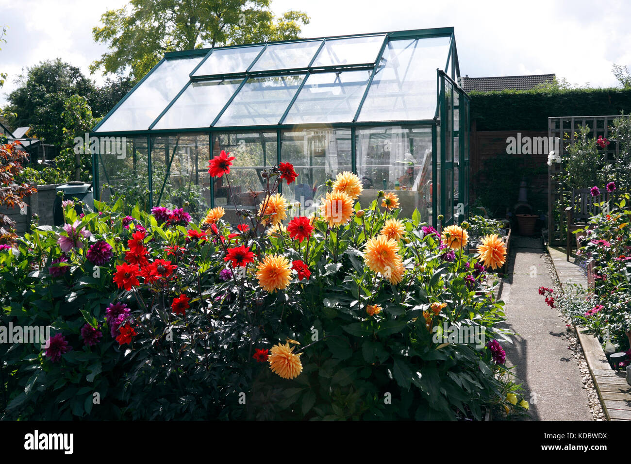 DAHLIA. Vescovo di Llandaff e GLORIE VAN NOORDWIJK Foto Stock