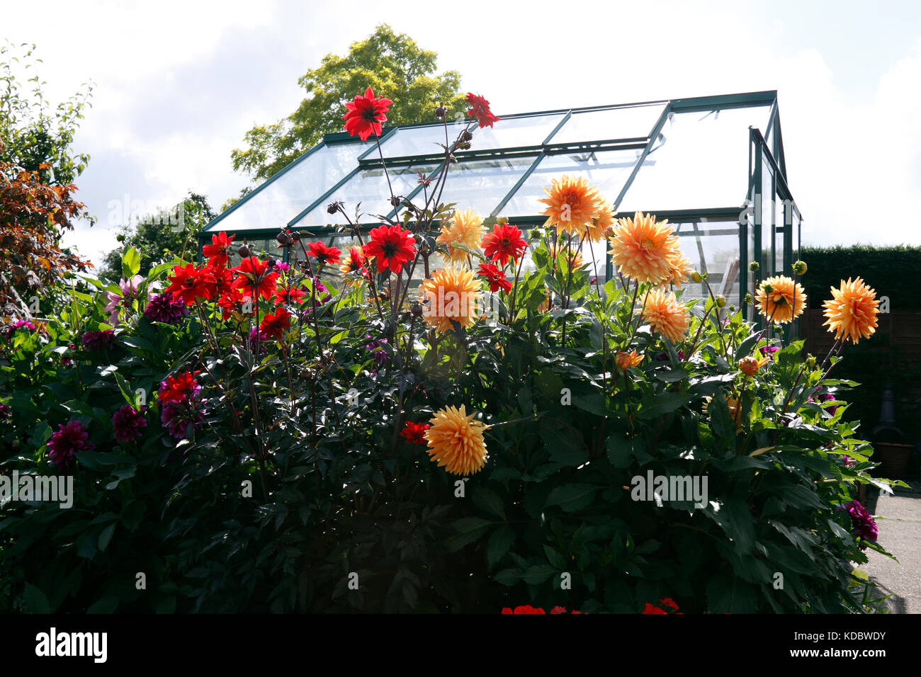 DAHLIA. Vescovo di Llandaff e GLORIE VAN NOORDWIJK Foto Stock