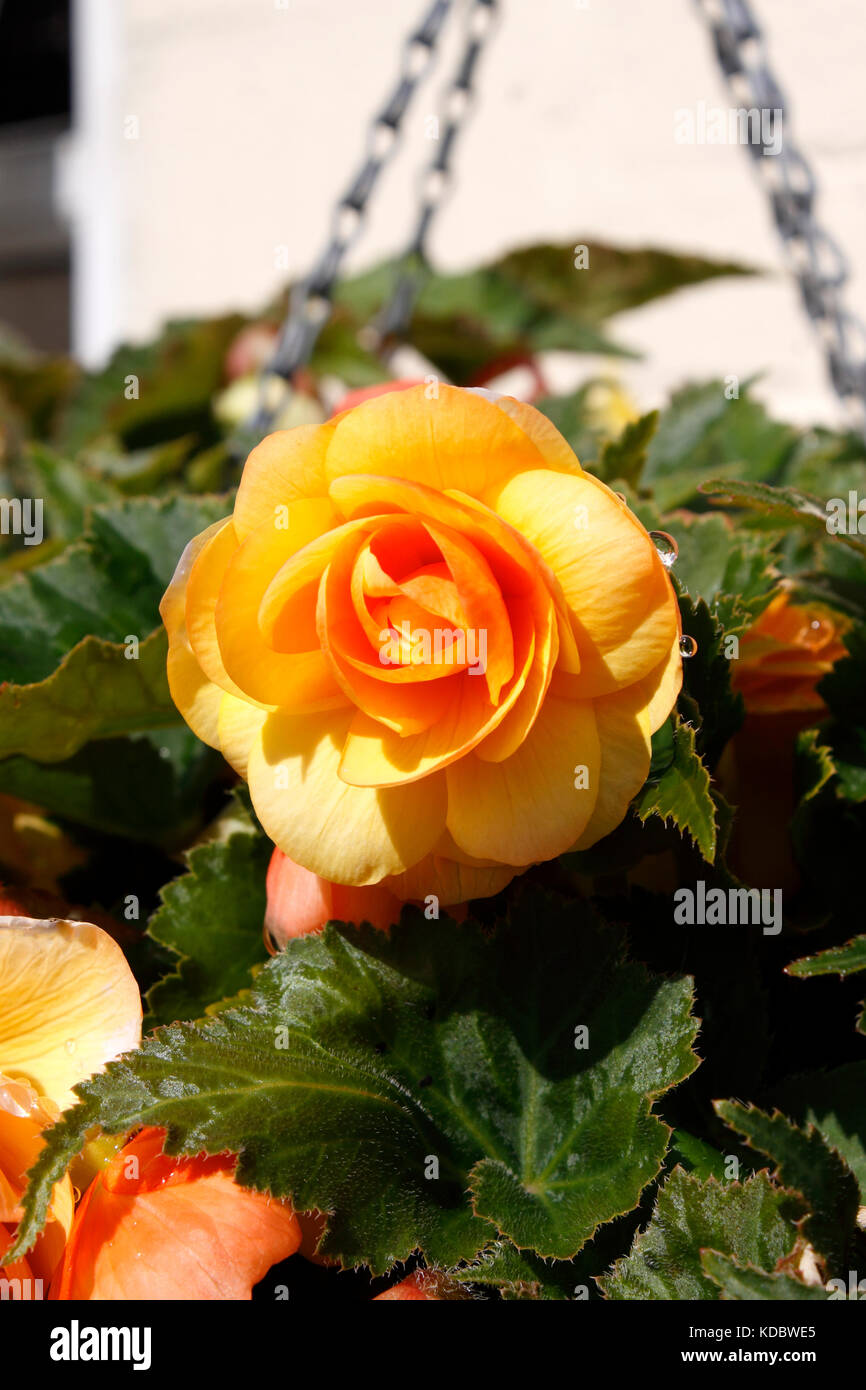 BEGONIA sfumature albicocca Foto Stock