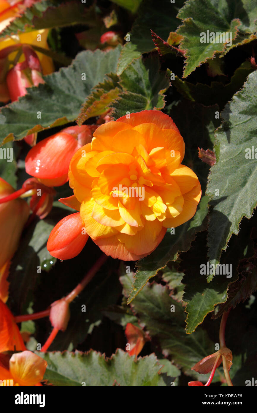 BEGONIA sfumature albicocca Foto Stock