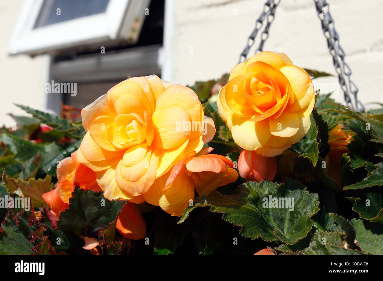 BEGONIA sfumature albicocca Foto Stock