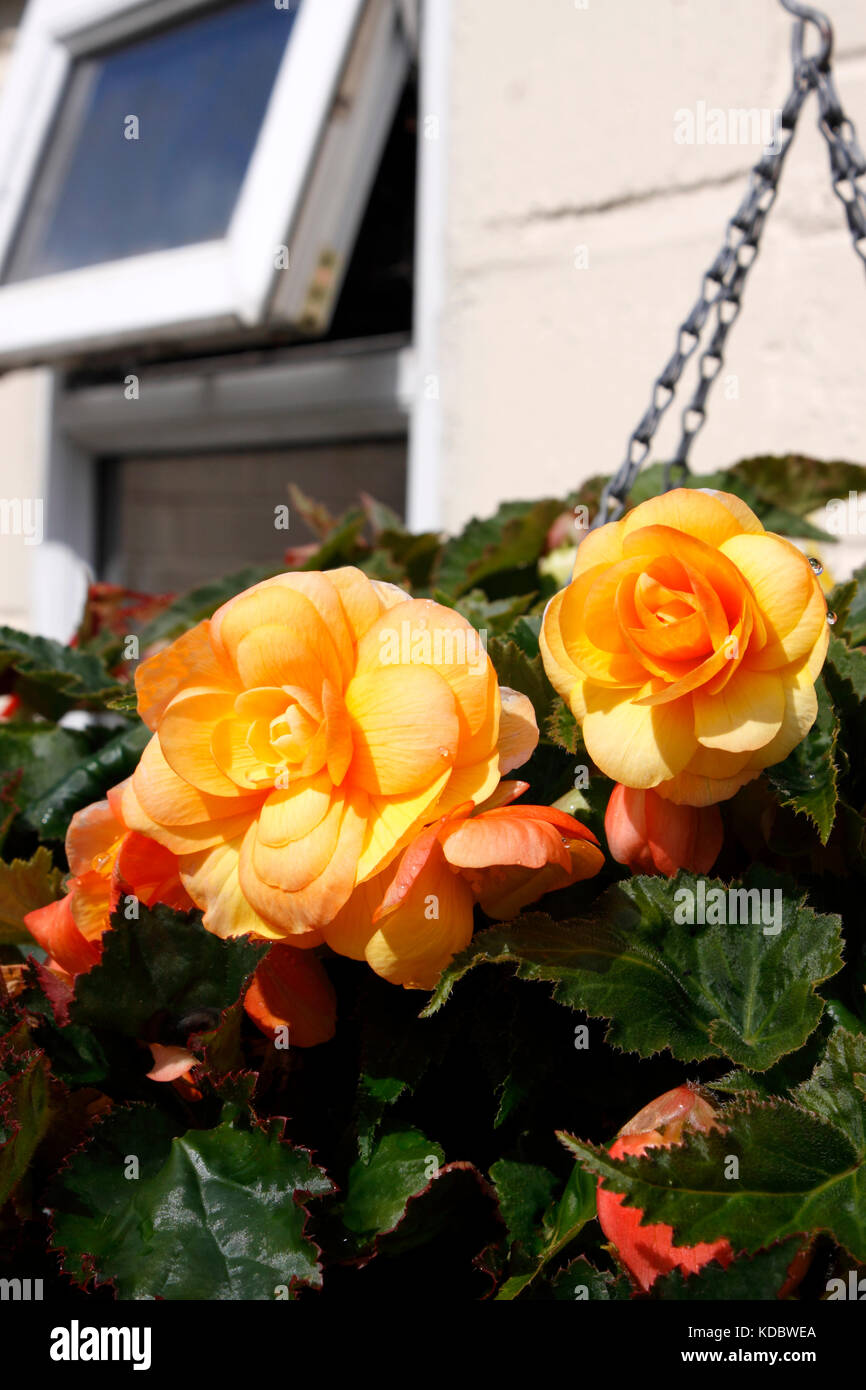 BEGONIA sfumature albicocca Foto Stock