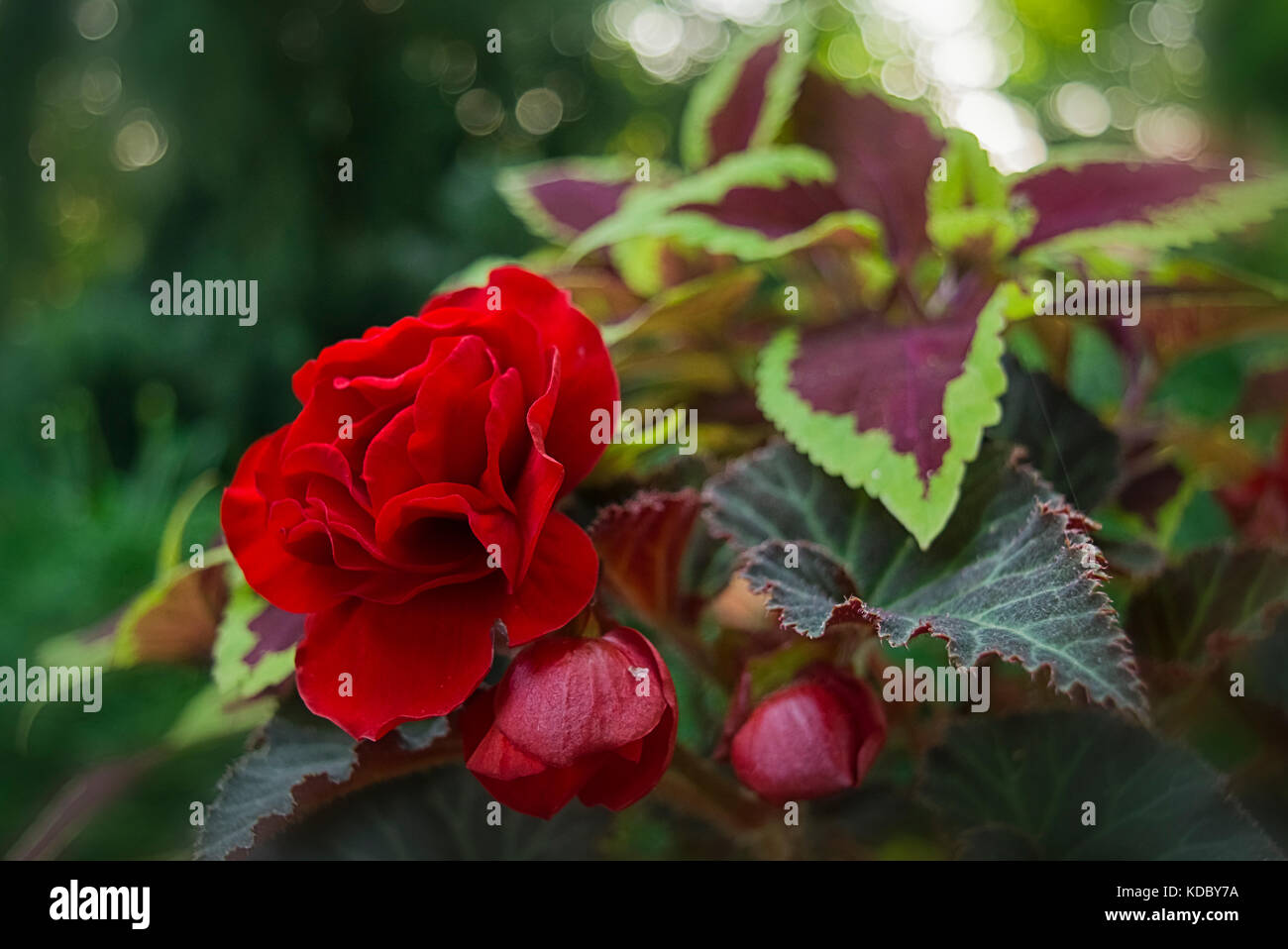 Un scarlet mocca begonia, circondato da anguria coleus. Foto Stock