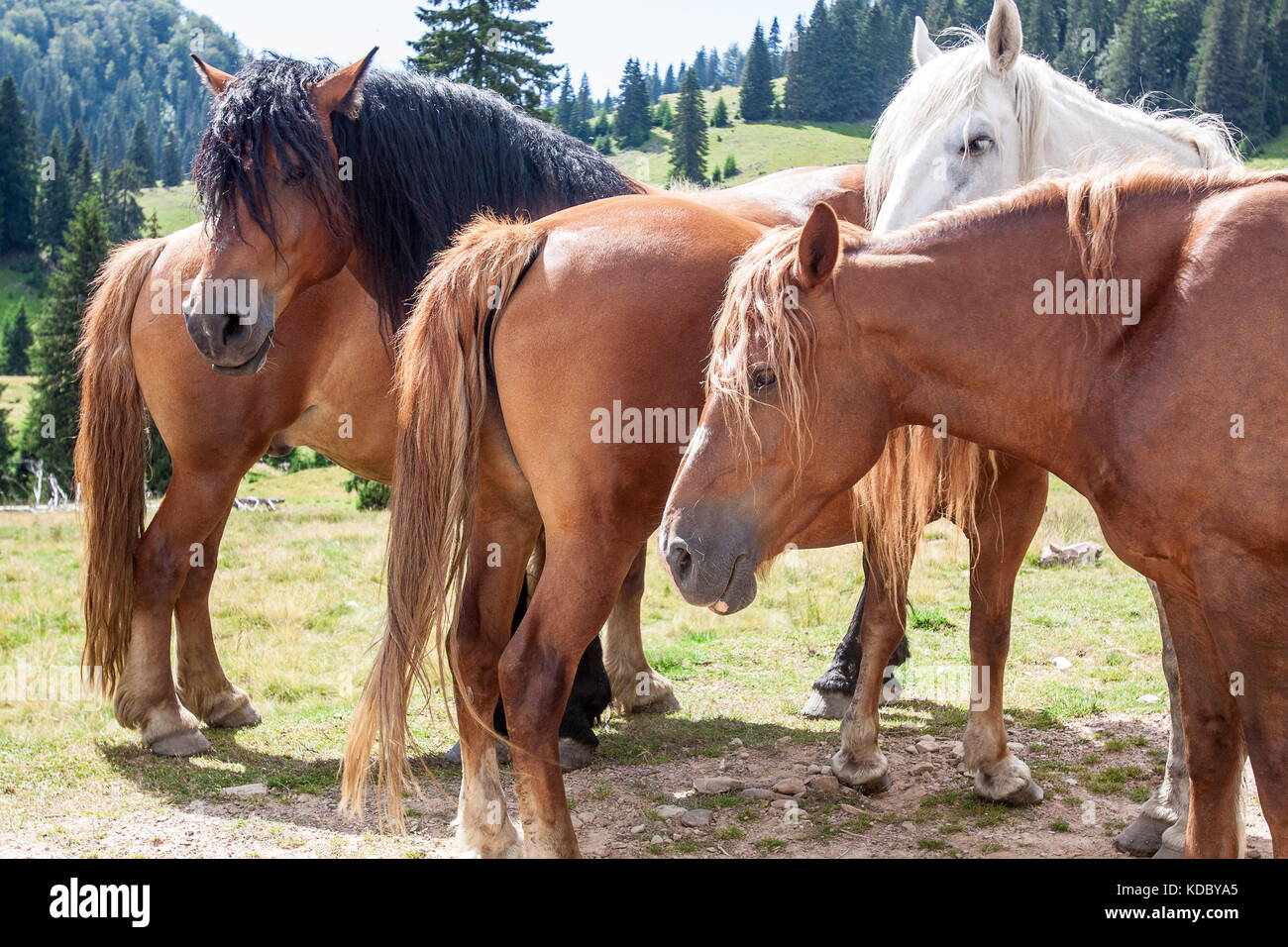Gruppo di montagna cavalli marrone a guardare e in attesa Foto Stock