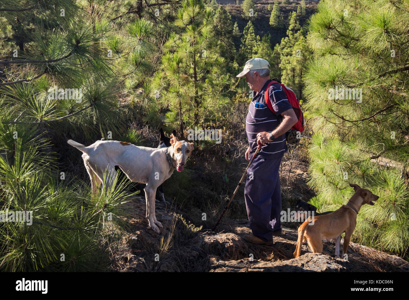 Cacciatore con i suoi cani nella pineta a Tenerife, Isole Canarie, Spagna Foto Stock