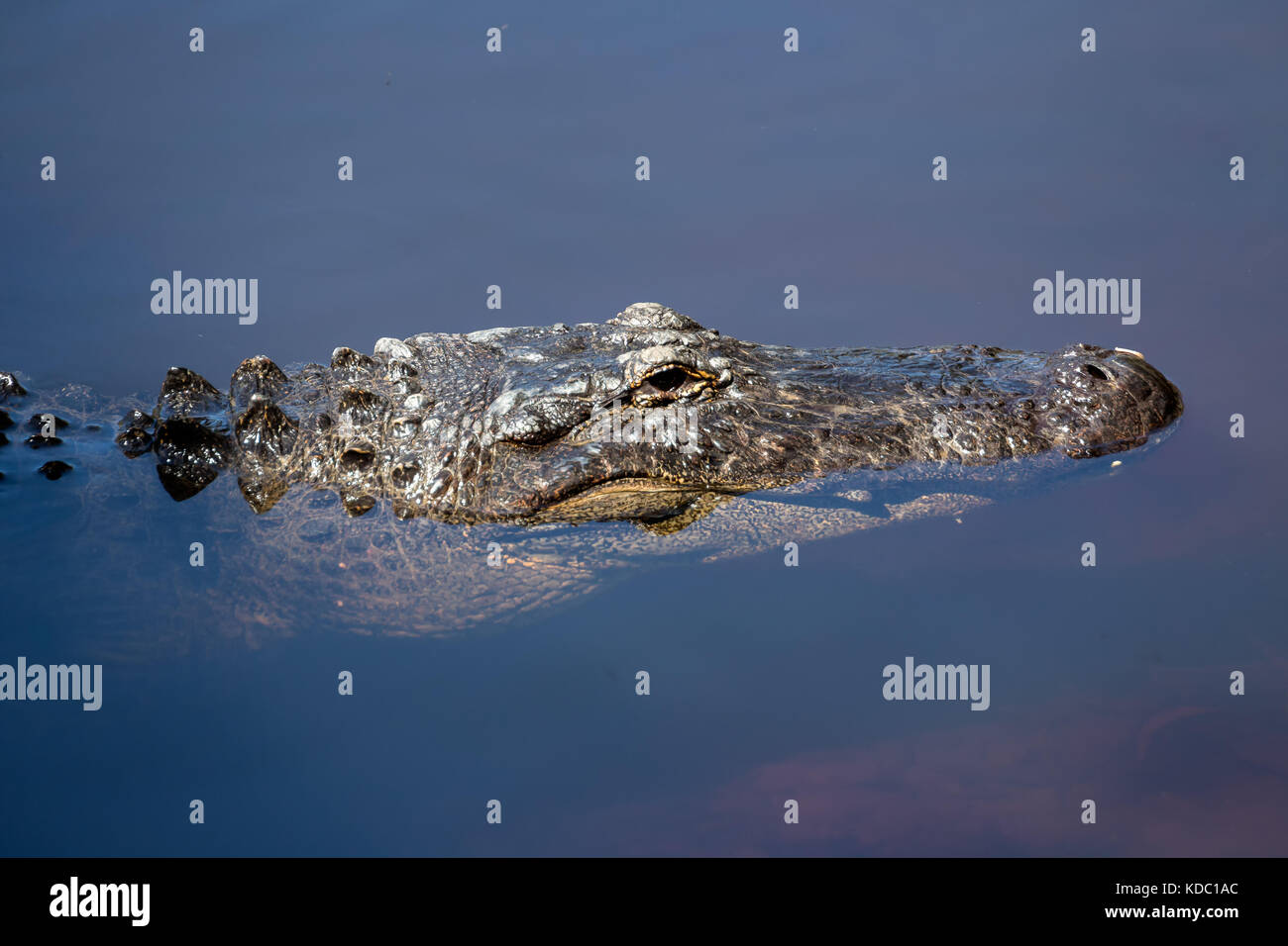Testa della metà del coccodrillo di sommerso in acqua torbida. Foto Stock