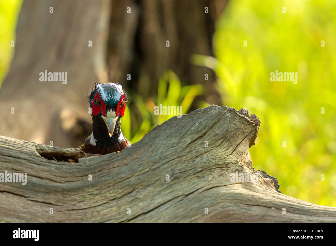 British Wildlife in habitat naturali. Anello singolo fagiano a collo alto rovistando in antichi boschi sulla luminosa giornata autunnale. Foto Stock