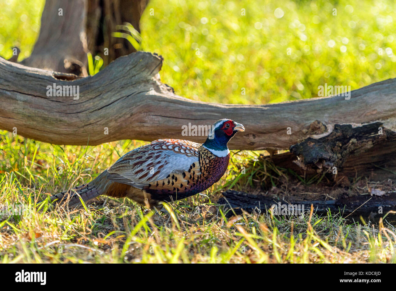 British wildlife in habitat naturali. anello singolo fagiano a collo alto rovistando in antichi boschi sulla luminosa giornata autunnale. Foto Stock