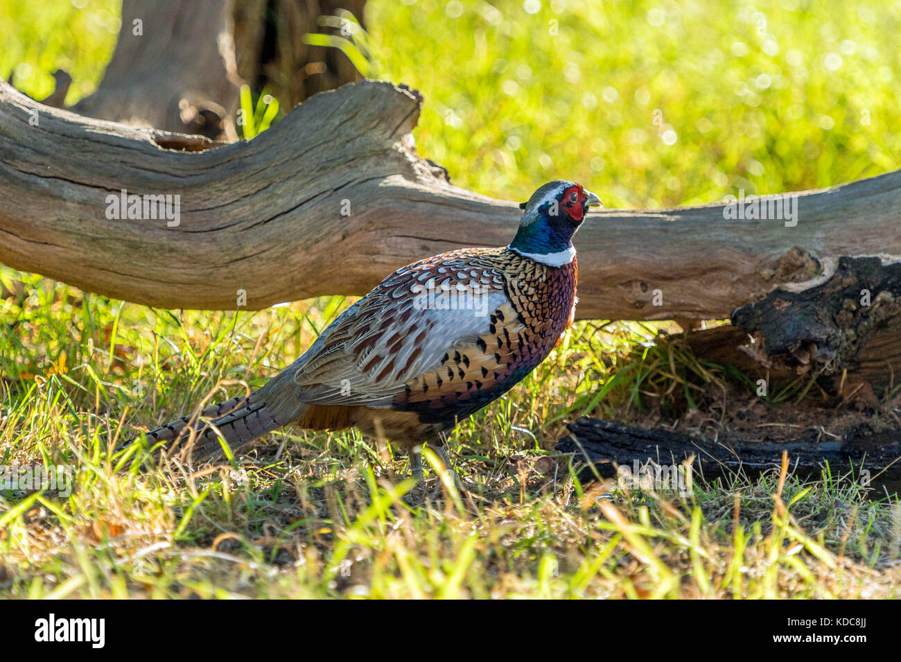 British wildlife in habitat naturali. anello singolo fagiano a collo alto rovistando in antichi boschi sulla luminosa giornata autunnale. Foto Stock