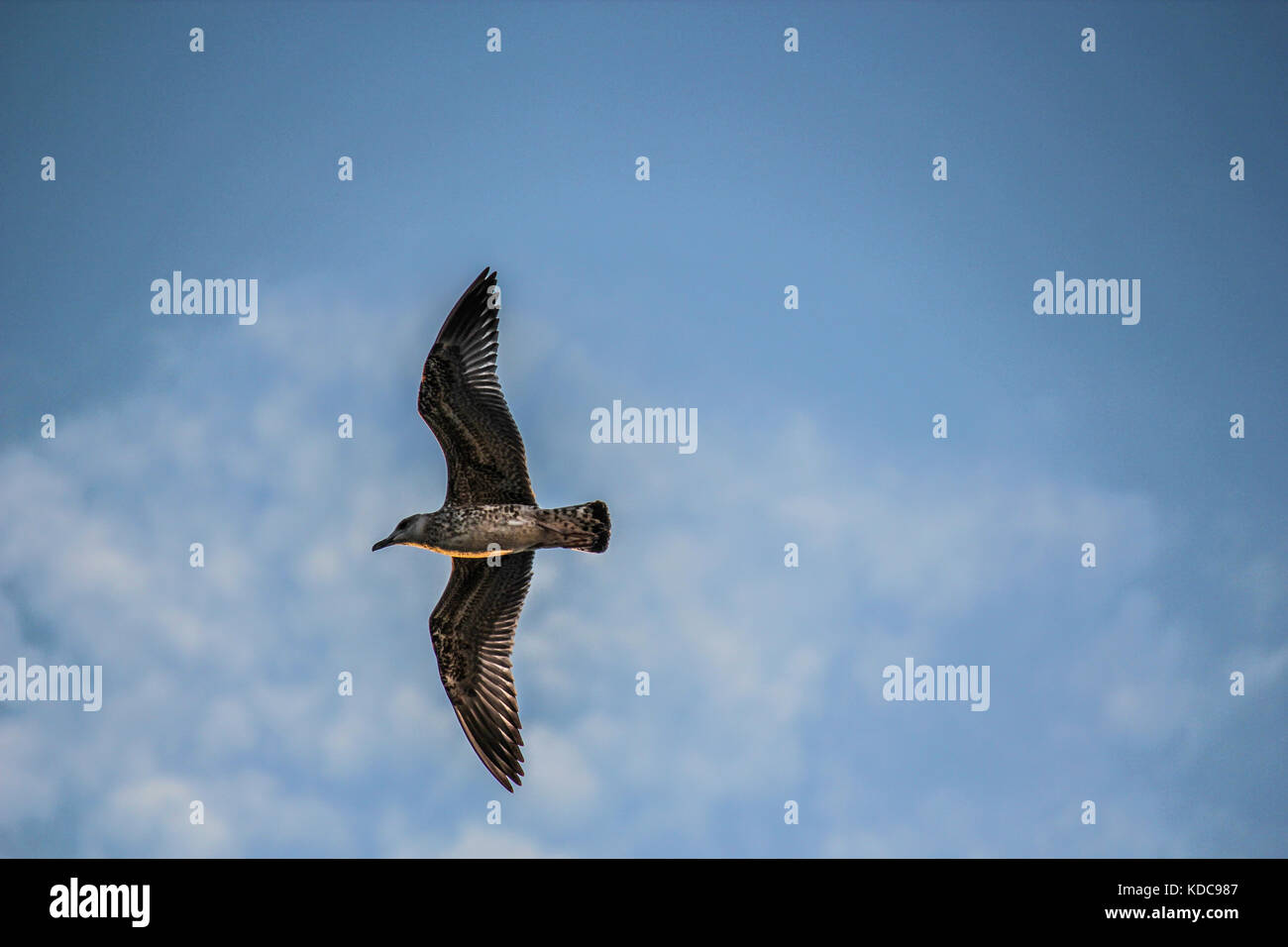 Titolo:Custode dei cieli veneziano - Riva degli Schiavoni Venezia (Italia) Foto Stock
