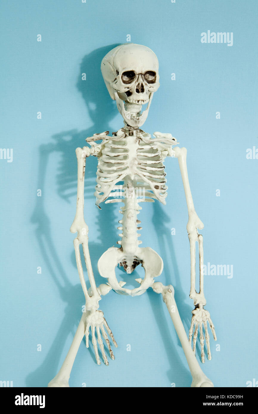 scheletro giocattolo