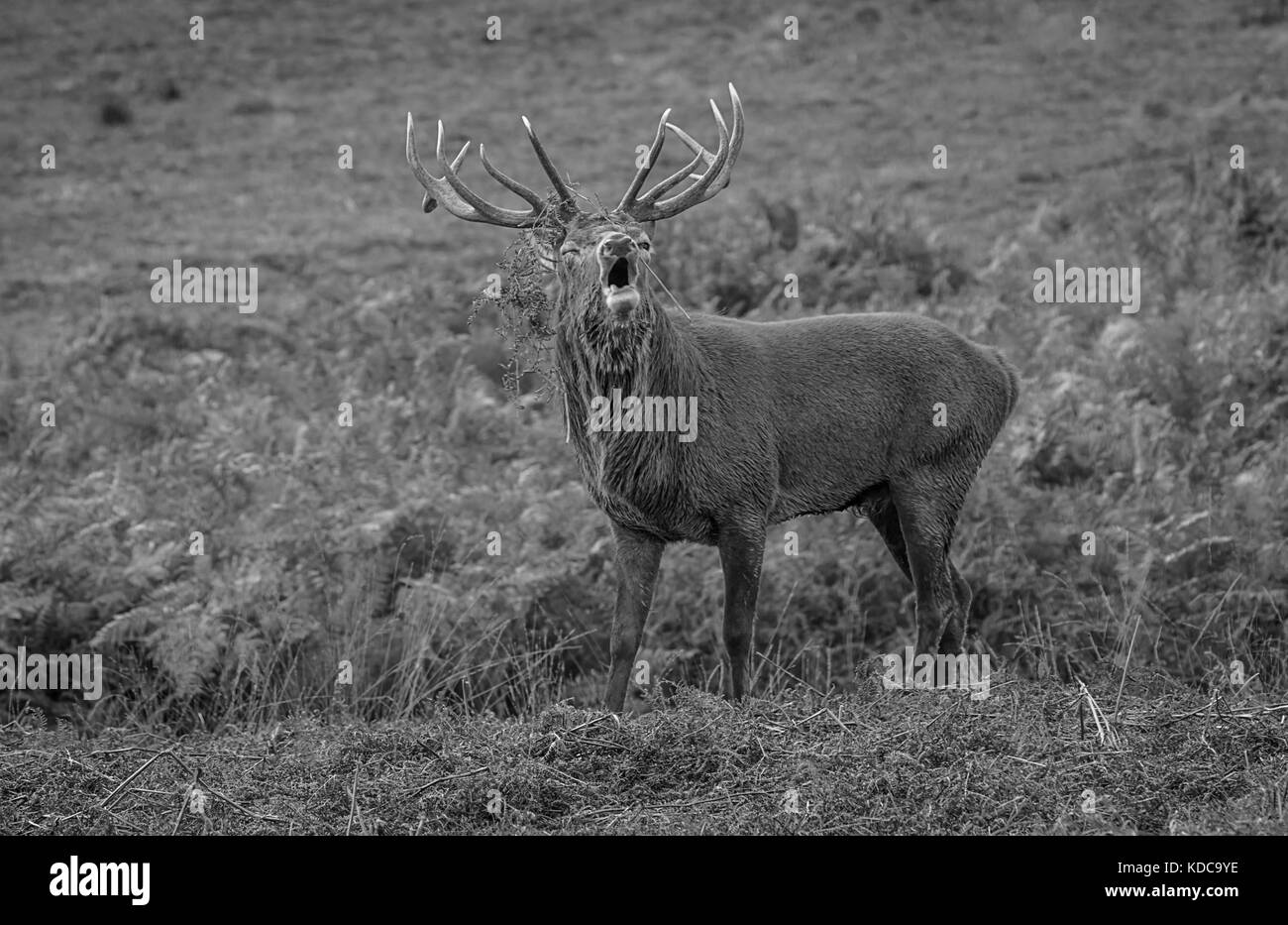 Red Deer Rut (Red Deer Cervo - Cervus elaphus) Foto Stock