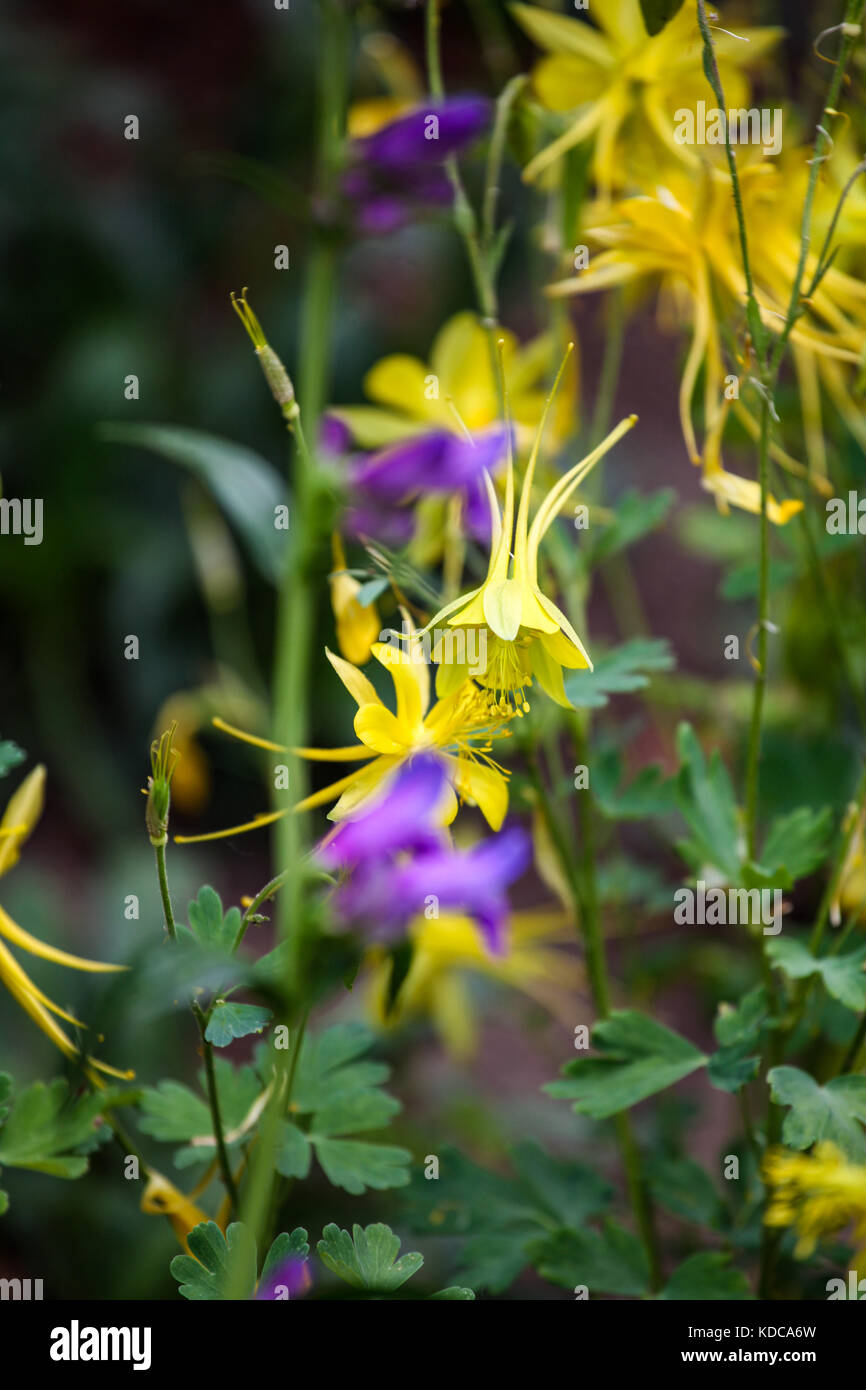 Vista ravvicinata al golden aquilegia alpina (aquilegia chrysantha) Foto Stock