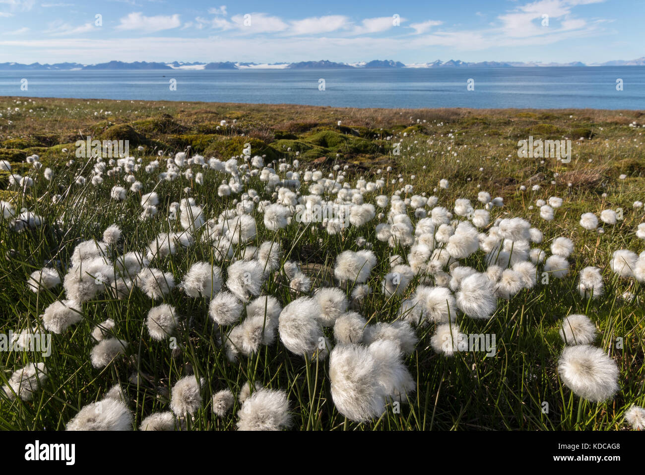 Eriophorum scheuchzeri ssp. Arcticum, piante di pushiyets che crescono su Svalbard Foto Stock