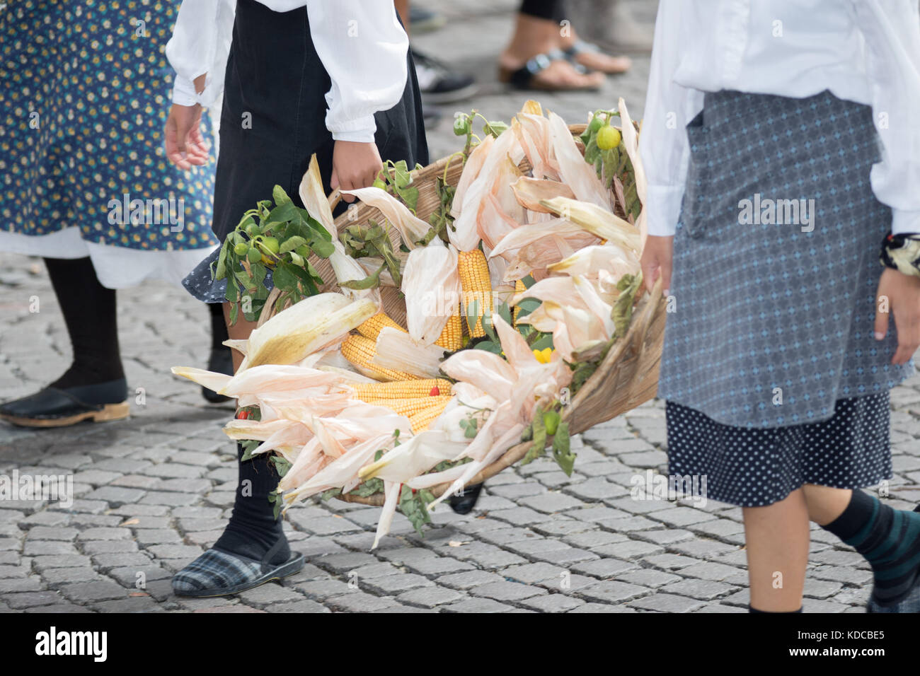 Asti, Italia - 10 settembre 2017: i contadini portano un cesto pieno di giallo le pannocchie di granoturco Foto Stock
