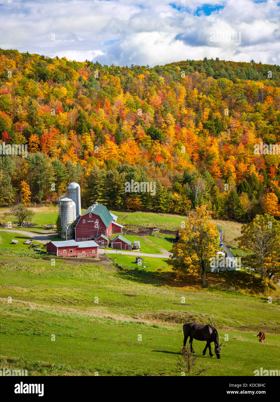 Cavalli al pascolo al di sopra di una fattoria in autunno vicino al West Barnet, Vermont, USA Foto Stock