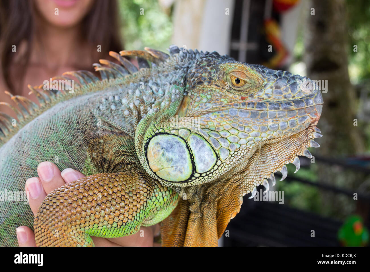 Iguana close-up, ragazza con un iguana sulle sue mani, big lizard in un parco Foto Stock