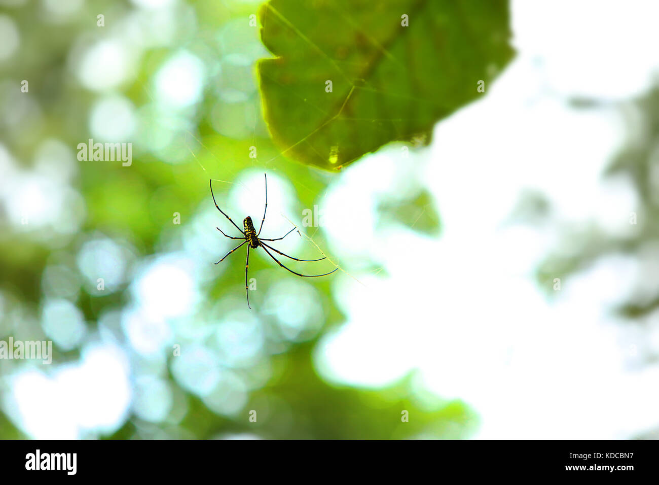 Seta dorata ragno in Costa Rica (nephila clavipes) Foto Stock